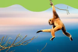 What ‘Monkey Branching’ Might Say About Their Attachment Style